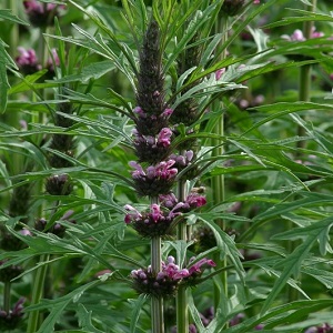 Siberian Motherwort Siberian Motherwort seeds